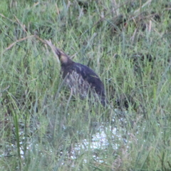 Botaurus poiciloptilus