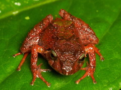 Pristimantis pyrrhomerus