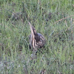 Botaurus poiciloptilus