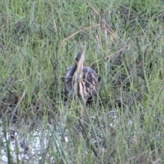 Botaurus poiciloptilus