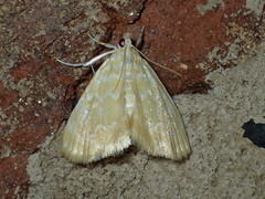Glaphyria glaphyralis