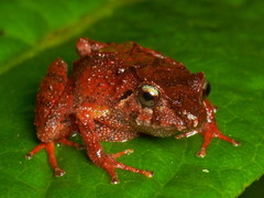 Pristimantis pyrrhomerus