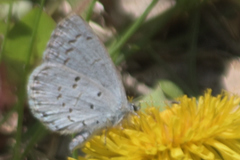 Celastrina ladon