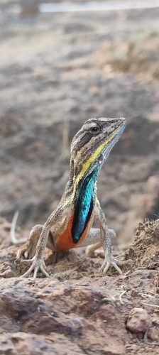 Superb large fan-throated lizard, Sarada superba