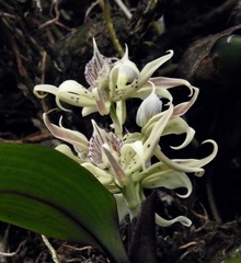 Prosthechea chimborazoensis