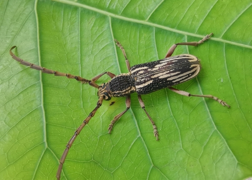 Xoanodera striata, 2024-05-30