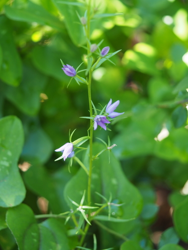 Triodanis leptocarpa (Nutt.) Nieuwl.