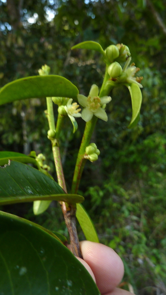 Amanoa