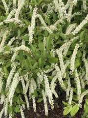 Itea virginica