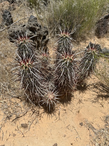 Echinocereus relictus