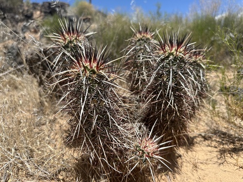 Echinocereus relictus