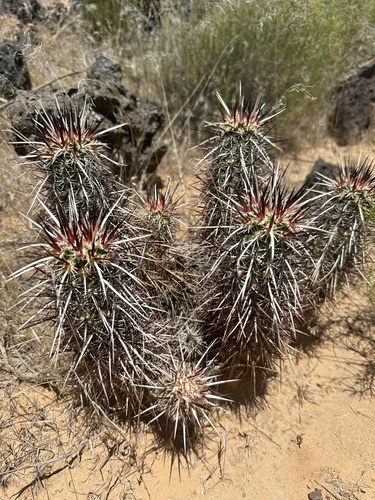 Echinocereus relictus
