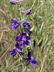 Delphinium hesperium