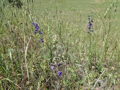 Delphinium hesperium
