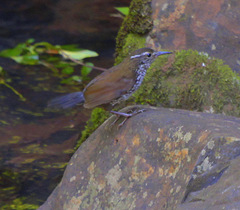 Sharp-Tailed Streamcreeper photo 4