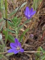 Brodiaea terrestris