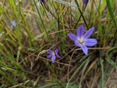 Brodiaea terrestris