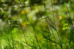 Elymus glaucus glaucus