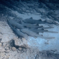 Pacific Nurse Shark photo 4