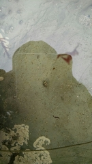 Acanthinucella