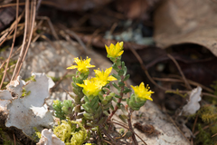 Sedum oaxacanum