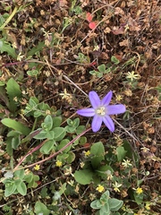 Brodiaea terrestris terrestris