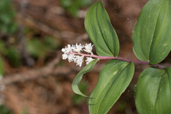 Maianthemum scilloideum