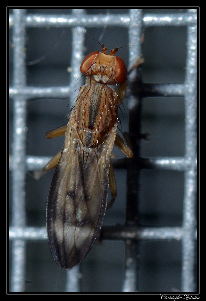 Opomyza germinationis