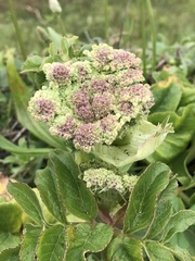 Angelica hendersonii