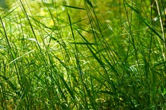 Elymus glaucus glaucus