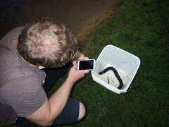 Amphiuma tridactylum