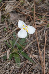 Weldenia candida
