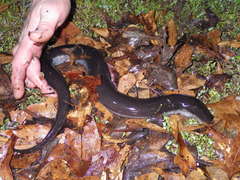 Amphiuma tridactylum