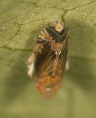 Scaphytopius majestus