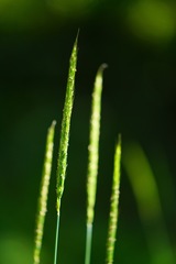 Elymus glaucus glaucus