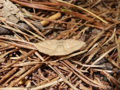 Metarranthis obfirmaria