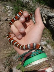 Lampropeltis pyromelana