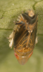 Scaphytopius majestus