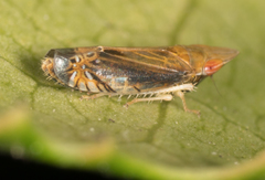 Scaphytopius majestus