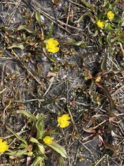 Ranunculus alismifolius