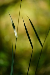 Elymus glaucus glaucus