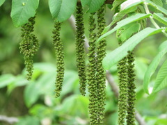 Juglans ailantifolia