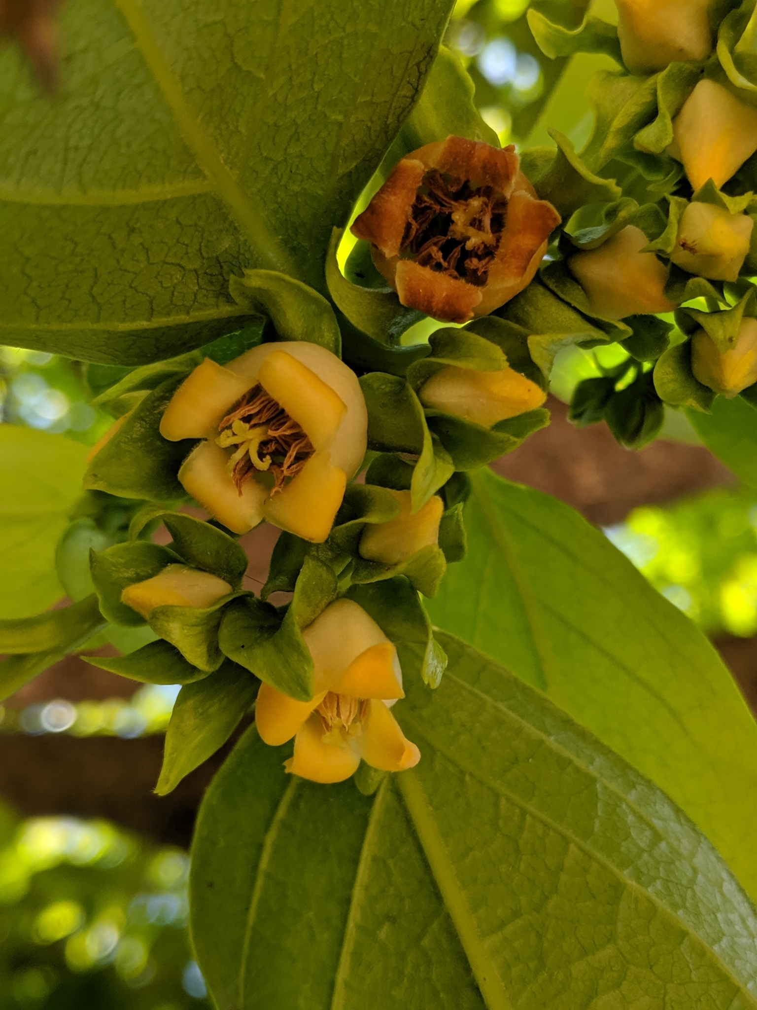 Japanese Persimmon (Diospyros kaki) in Vancouver Victoria Burnaby