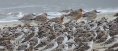 Calidris canutus rufa