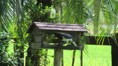 Cyanocorax cristatellus