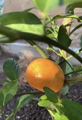 Citrus × aurantium