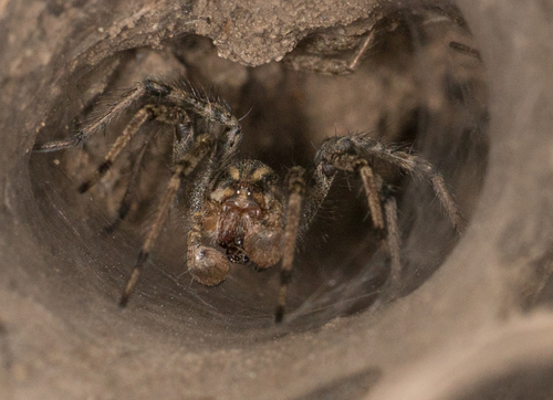 Desert Grass Spider photo 5