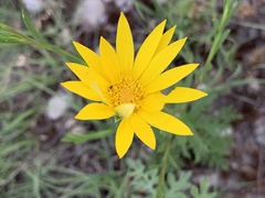 Xanthisma texanum drummondii