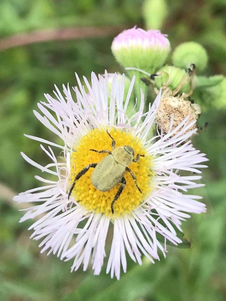 Hoplia communis