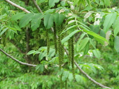 Juglans ailantifolia